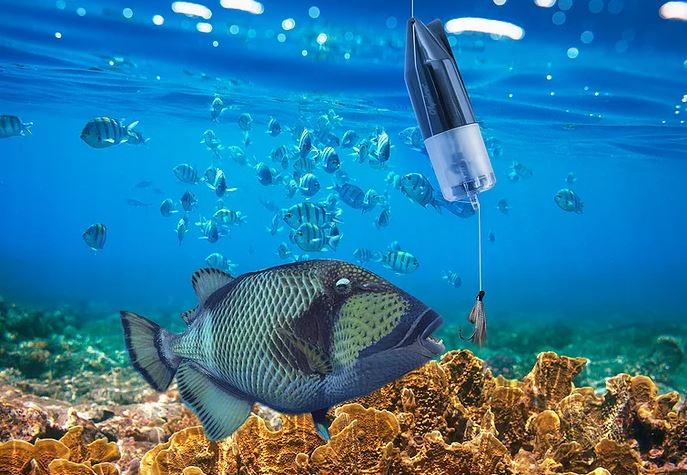 povandeninė žuvų kamera