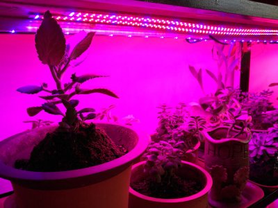 LED augalų šviesos juosta