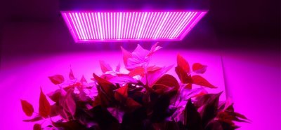 LED auginimo lempa
